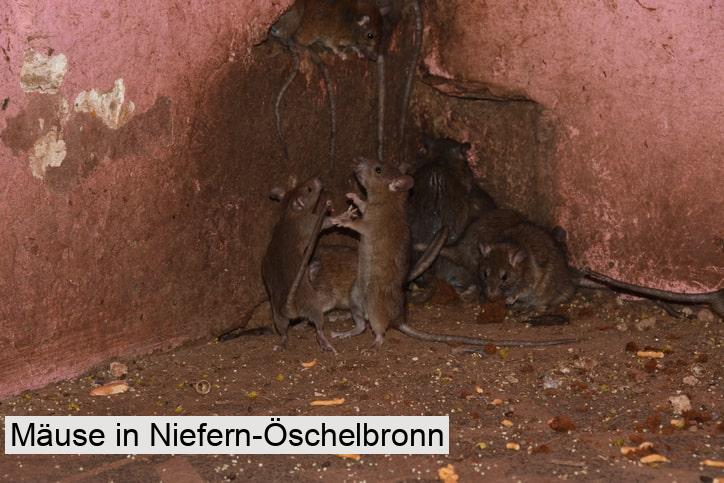 Mäuse in Niefern-Öschelbronn